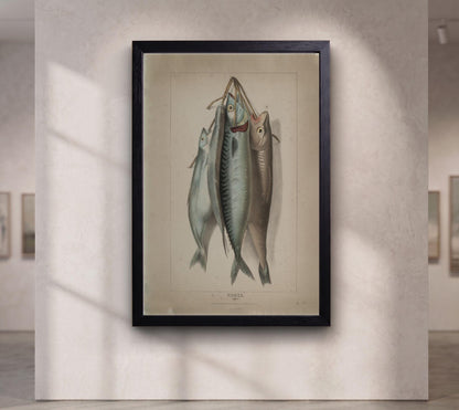 Antique Fish Illustration Print,Vintage