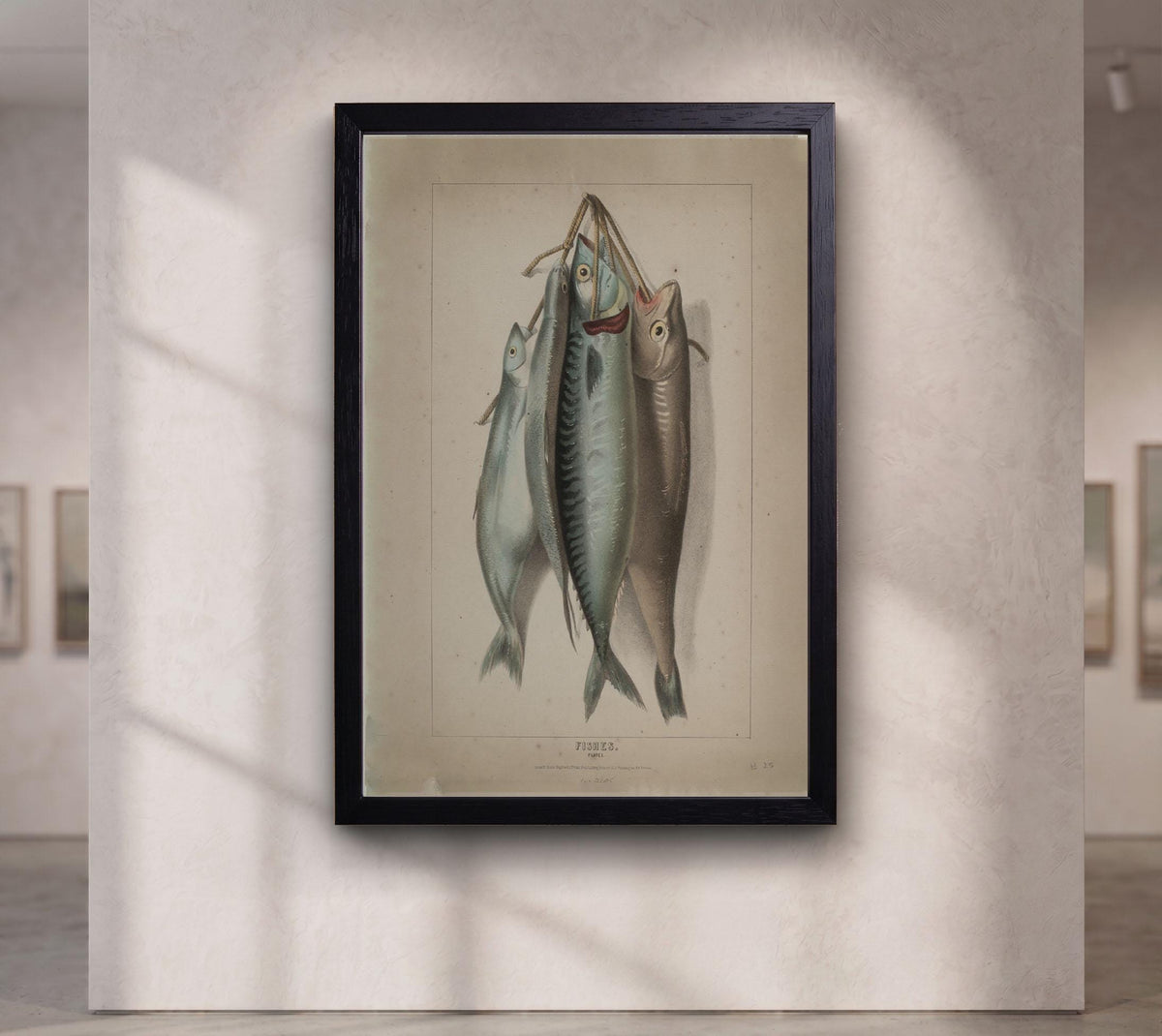 Antique Fish Illustration Print,Vintage