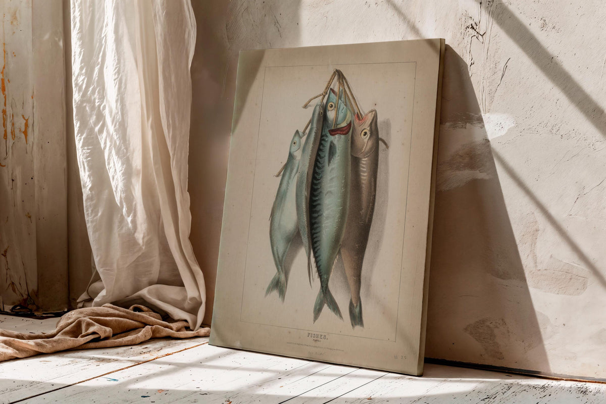 Antique Fish Illustration Print,Vintage