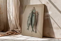 Antique Fish Illustration Print,Vintage