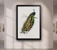 Indian peafowl (Pavo Cristatus) illustrated by Charles Dessalines D' Orbigny (1806-1876)