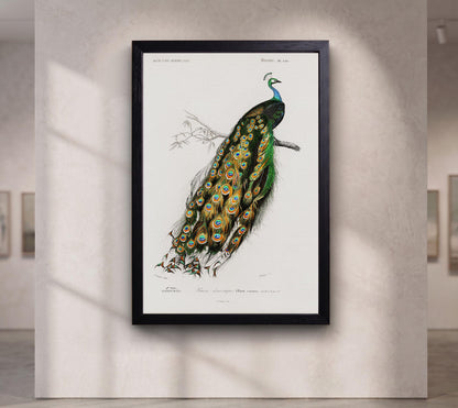 Indian peafowl (Pavo Cristatus) illustrated by Charles Dessalines D' Orbigny (1806-1876)