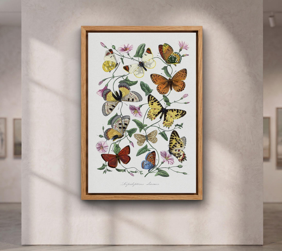 Butterflies of Le Jardin des Plantes by Paul Gervais