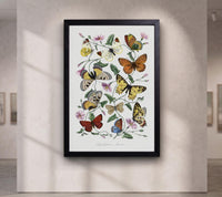 Butterflies of Le Jardin des Plantes by Paul Gervais