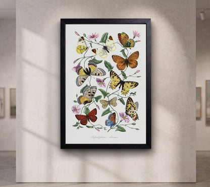 Butterflies of Le Jardin des Plantes by Paul Gervais