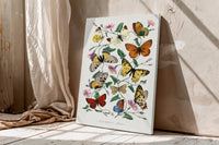 Butterflies of Le Jardin des Plantes by Paul Gervais