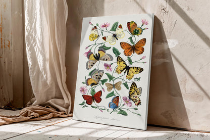 Butterflies of Le Jardin des Plantes by Paul Gervais