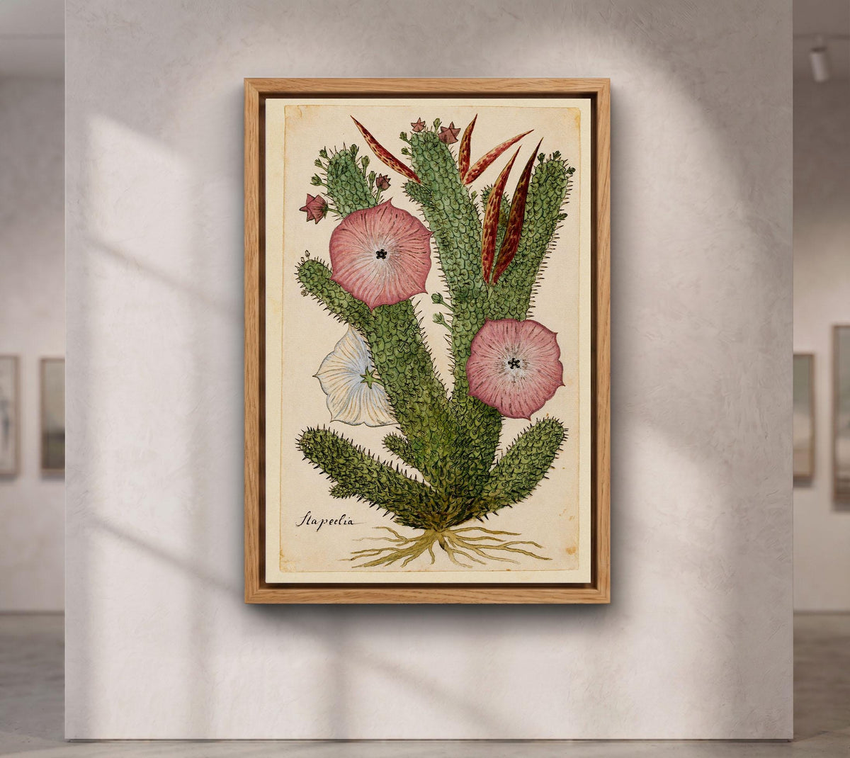 Hoodia Gordonii Botanical Print,Bushman's Hat Cactus