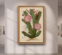 Hoodia Gordonii Botanical Print,Bushman's Hat Cactus