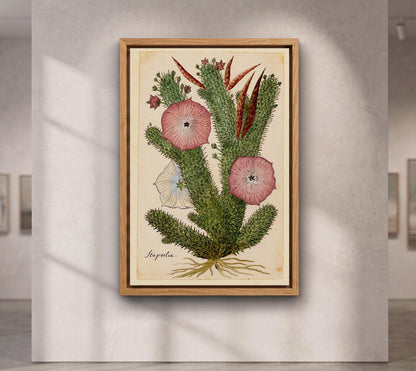 Hoodia Gordonii Botanical Print,Bushman's Hat Cactus