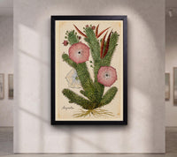 Hoodia Gordonii Botanical Print,Bushman's Hat Cactus