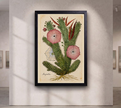 Hoodia Gordonii Botanical Print,Bushman's Hat Cactus