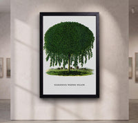 Kilmarnock Weeping Willow canvas wall art