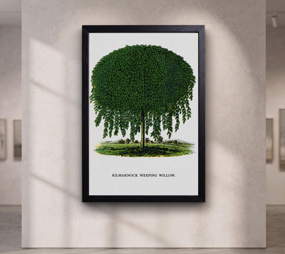 Kilmarnock Weeping Willow canvas wall art