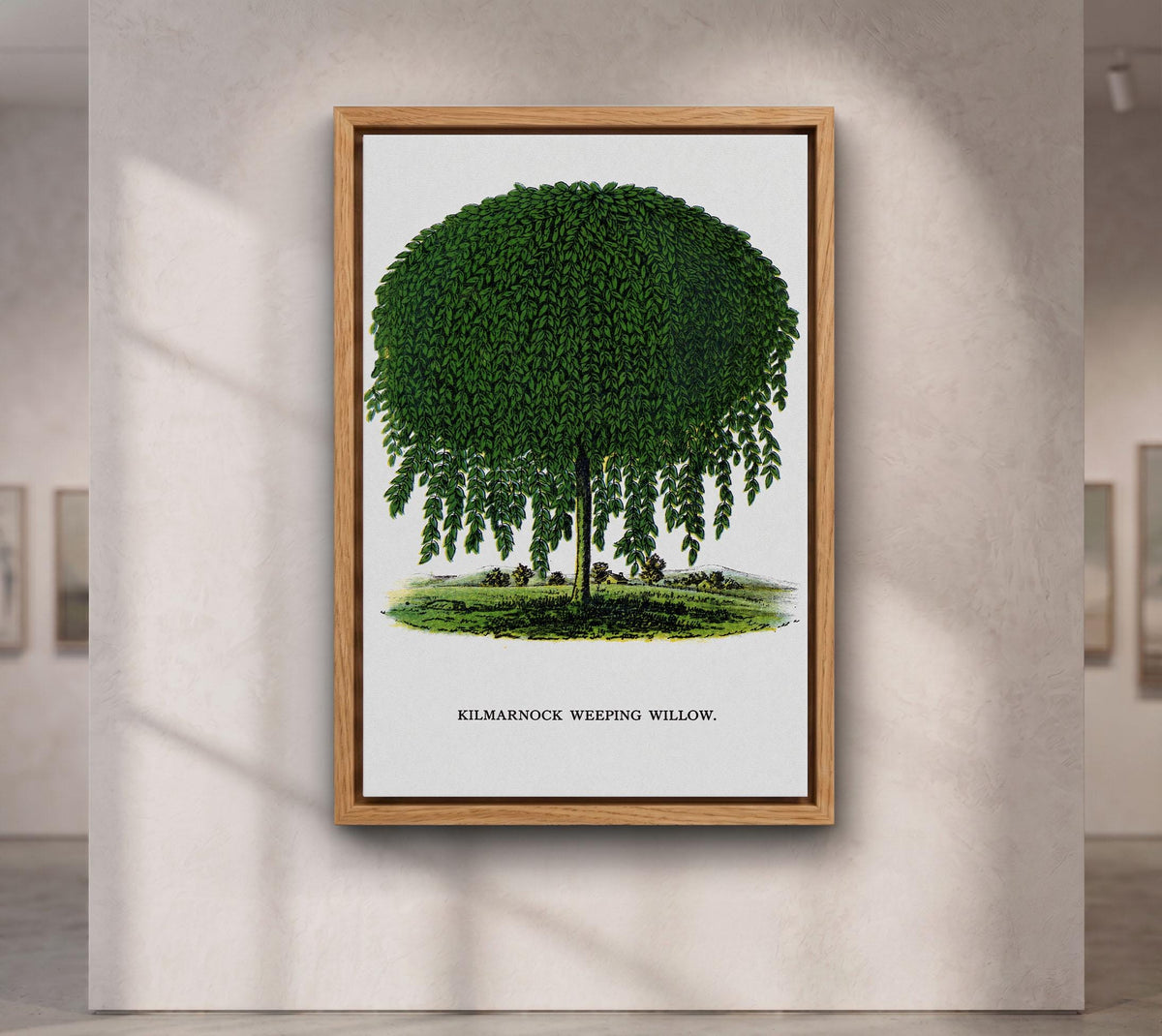 Kilmarnock Weeping Willow canvas wall art