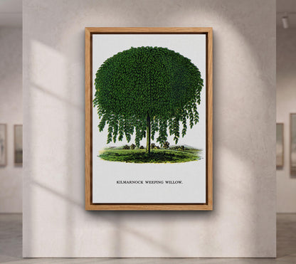 Kilmarnock Weeping Willow canvas wall art