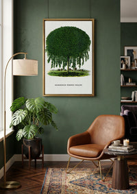 Kilmarnock Weeping Willow canvas wall art