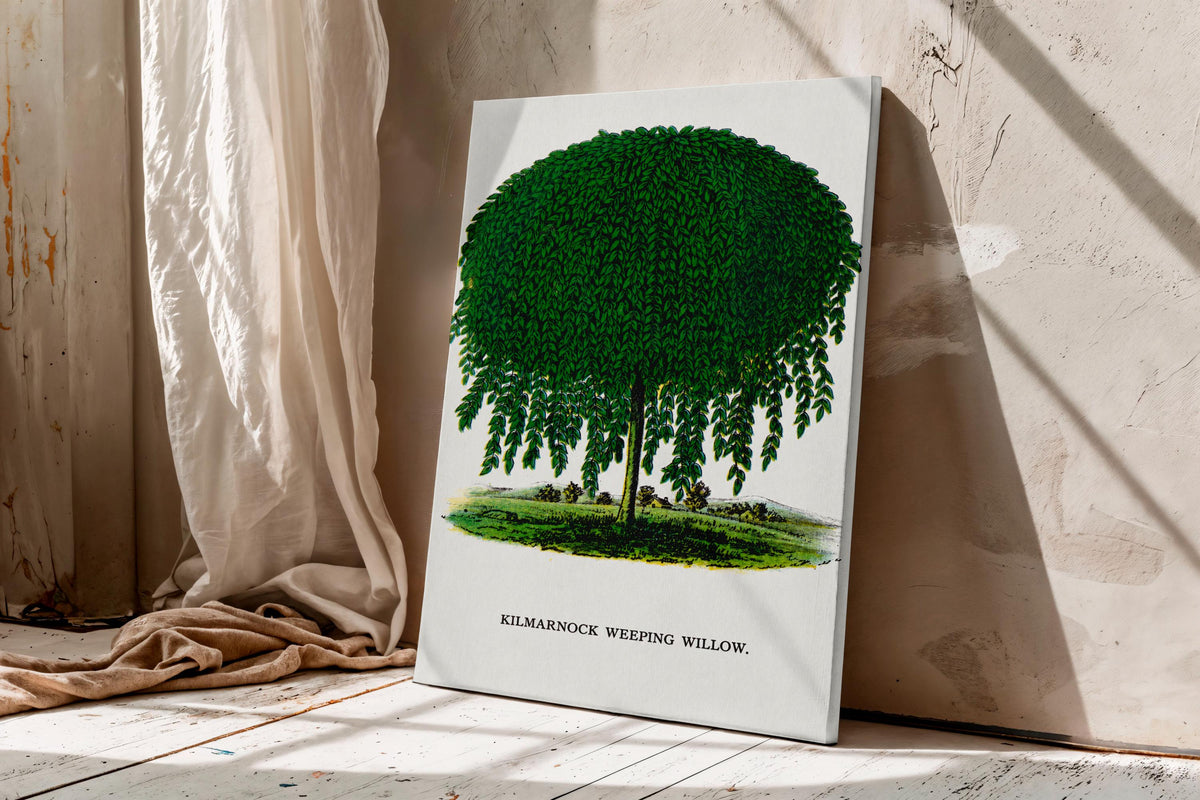 Kilmarnock Weeping Willow canvas wall art