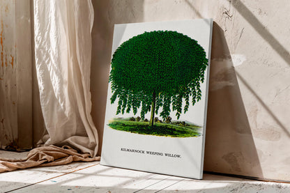 Kilmarnock Weeping Willow canvas wall art