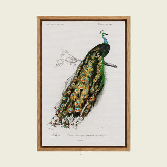 Indian Peafowl by Charles Dessalines d'Orbigny canvas wall art in a floating oak frame
