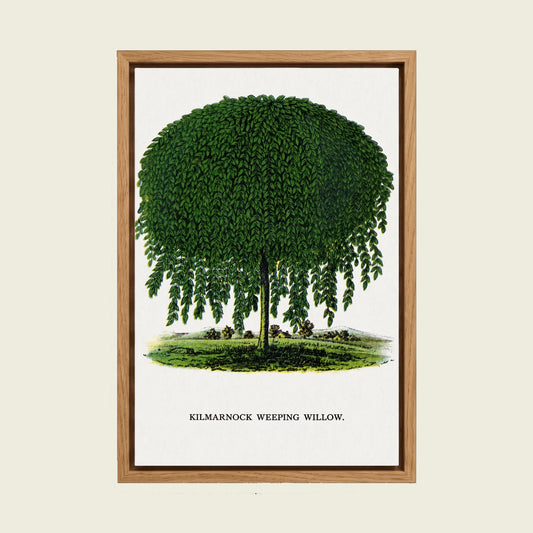 Kilmarnock Weeping Willow canvas wall art in a floating oak frame