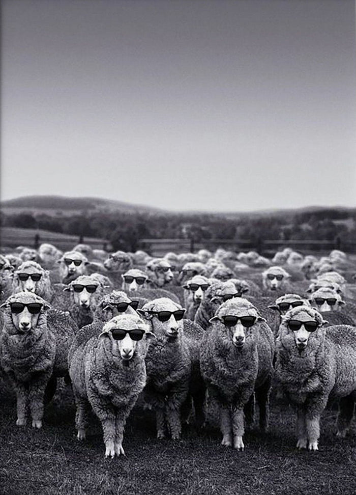 Sheep Wearing Sunglasses Funny Canvas Wall Art