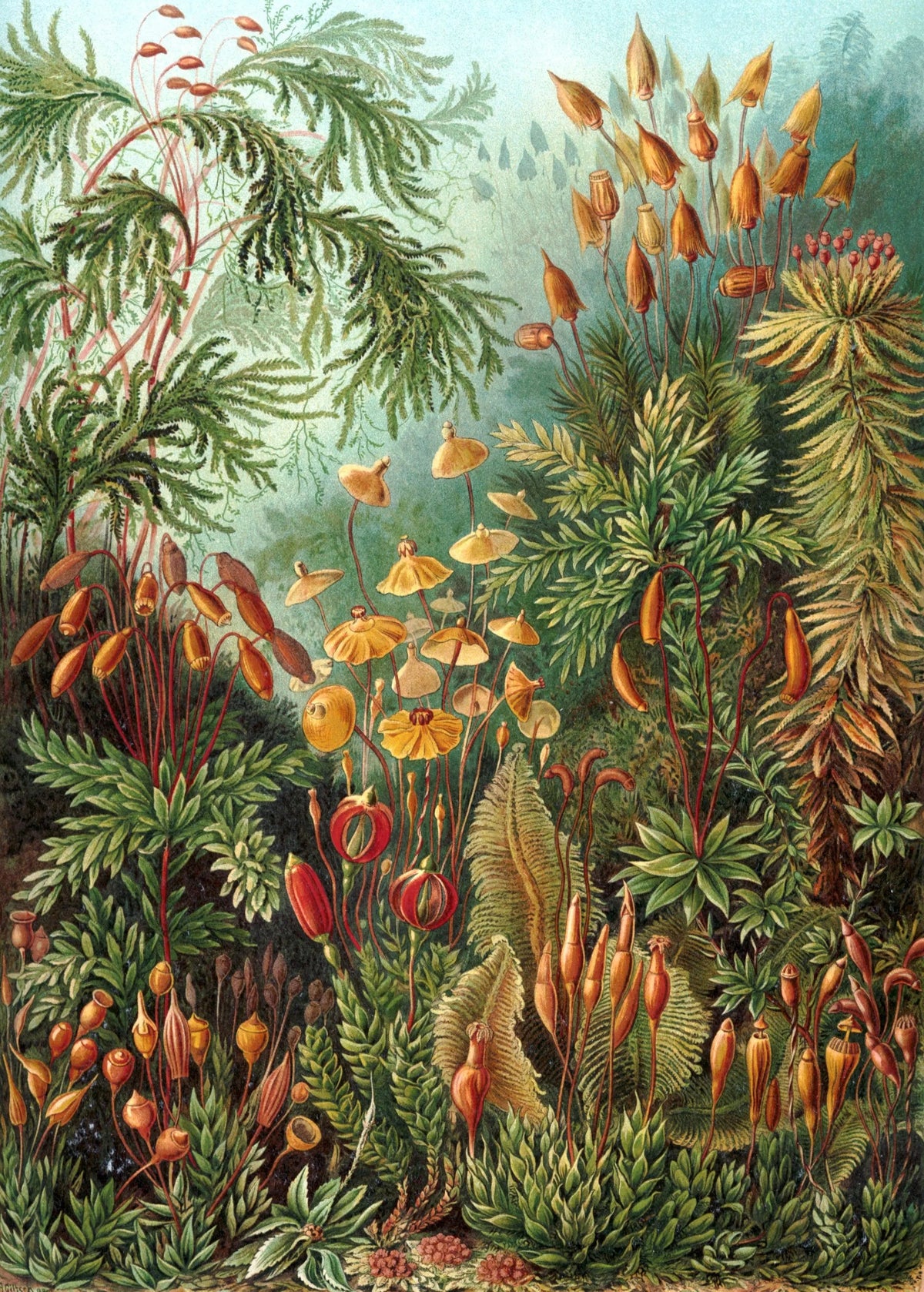 Ernst Haeckel Muscinae Botanical Canvas Wall Art