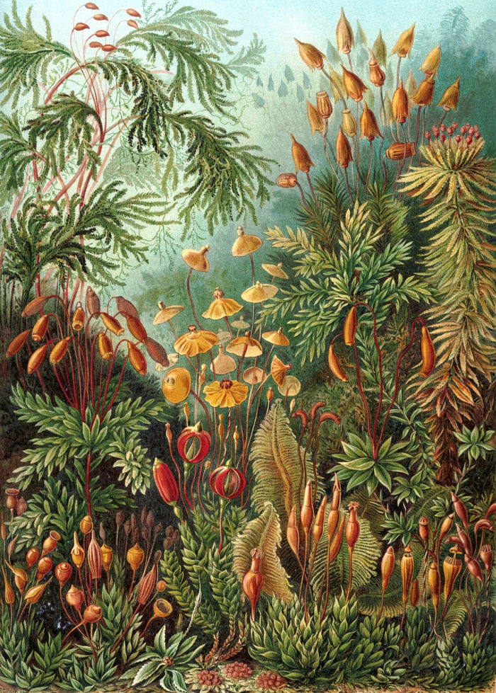 Ernst Haeckel Muscinae Botanical Canvas Wall Art