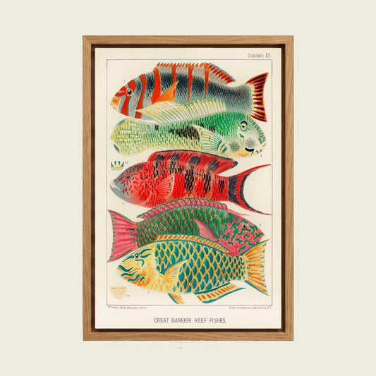 Barrier Reef Fishes canvas wall art in a floating oak frame