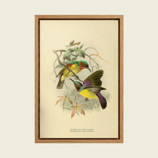 Anthreptes Sunbirds canvas wall art in a floating oak frame