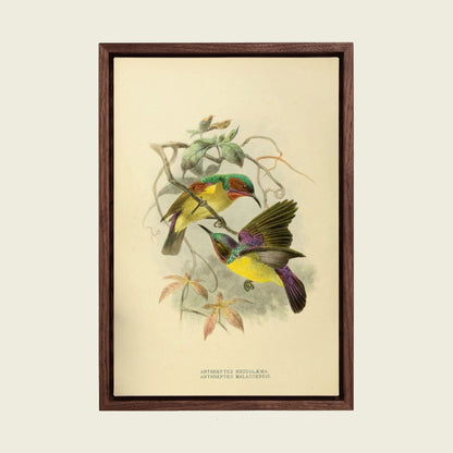 Anthreptes Sunbirds canvas wall art in a floating walnut frame