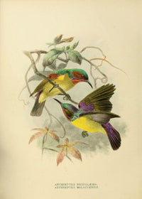 Anthreptes Sunbirds canvas wall art